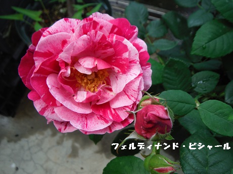 20140517.jpg