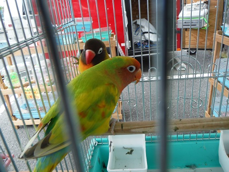 20140712インコ