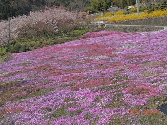 20140927芝桜2