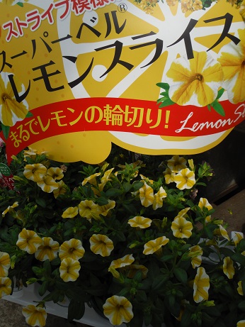 20150502ぺちゅ　レモンスライス