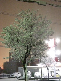 20160220雪の木