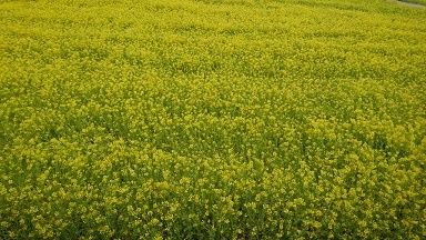 20170325菜の花