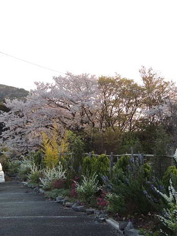 20170415さくら