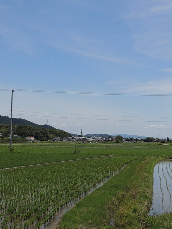 20170615こうのとり　たんぼ